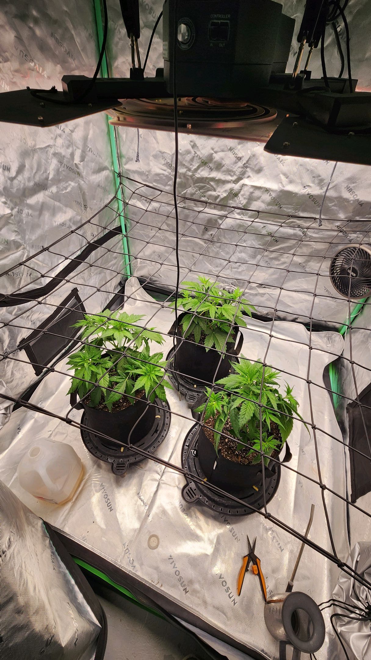 Gorilla Cookies x Papaya Cookies growlog photo 6