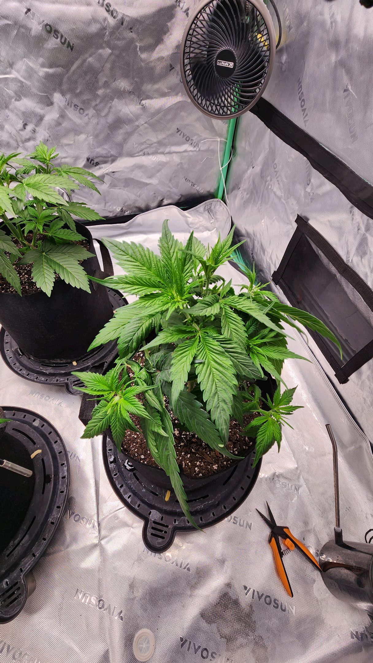 Gorilla Cookies x Papaya Cookies growlog photo 7
