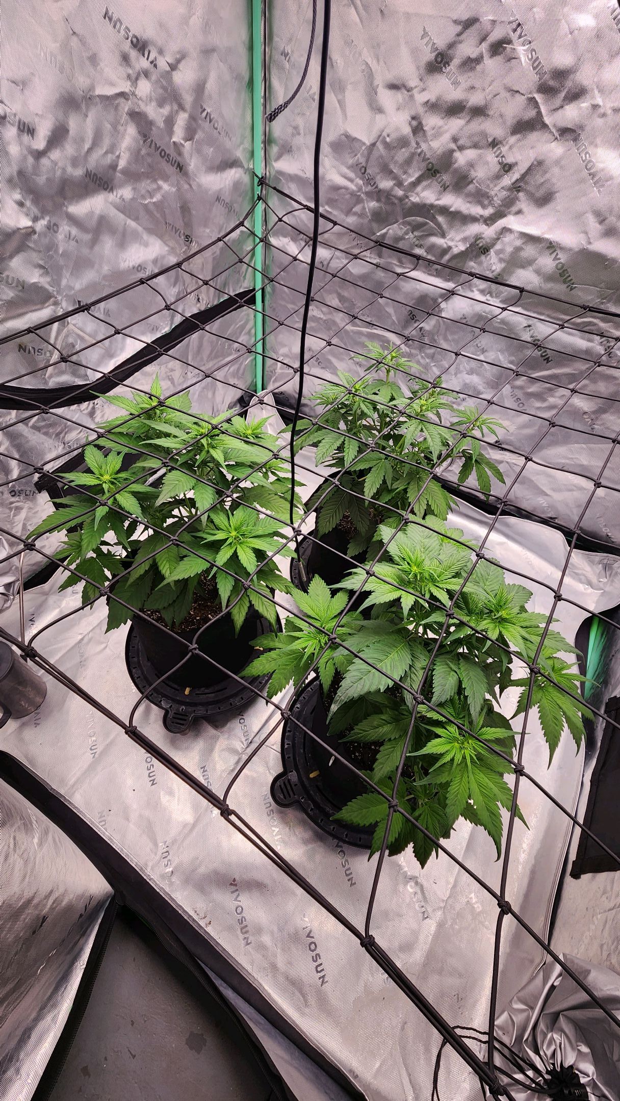 Gorilla Cookies x Papaya Cookies growlog photo 8