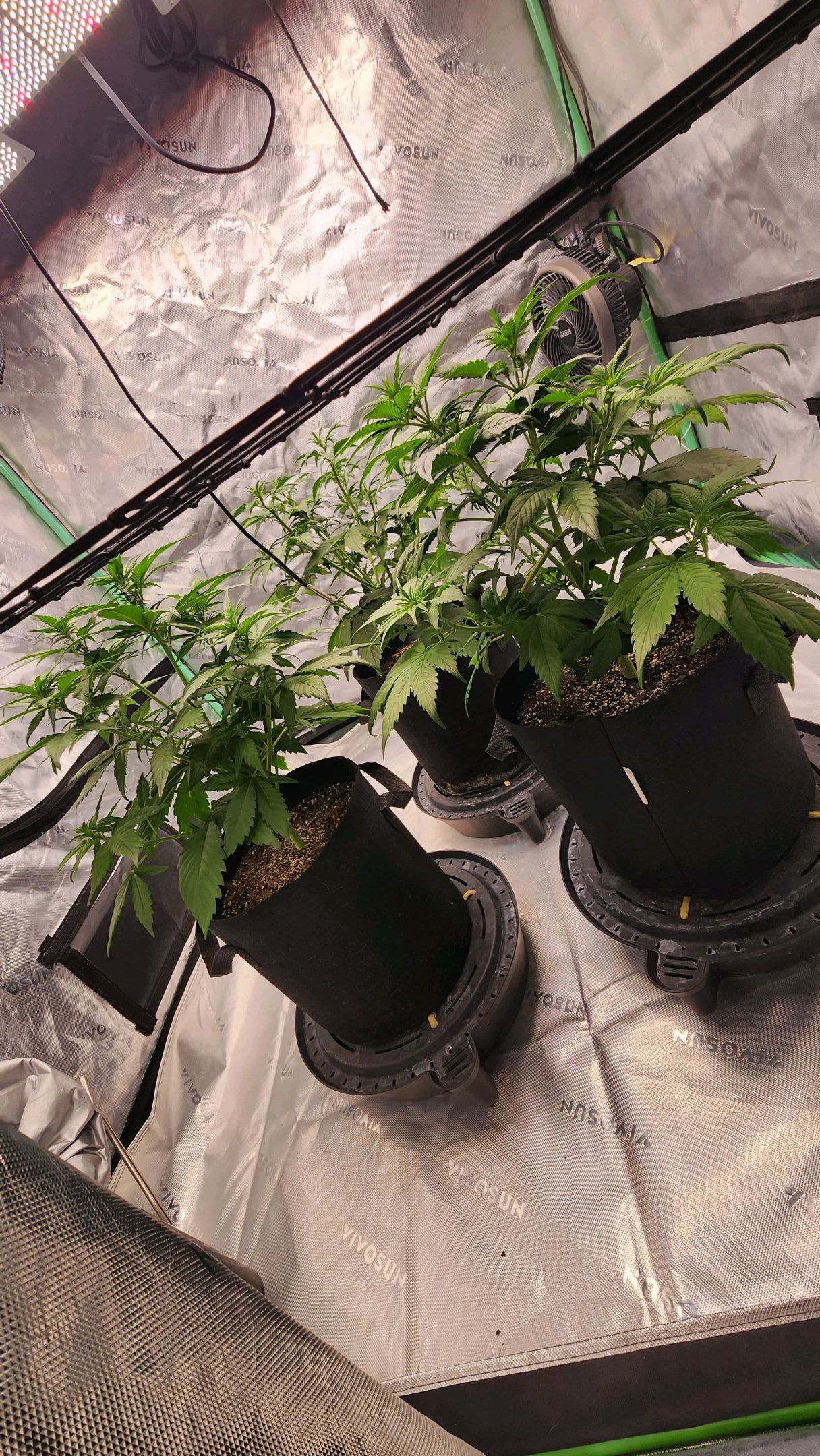 Gorilla Cookies x Papaya Cookies growlog photo 9