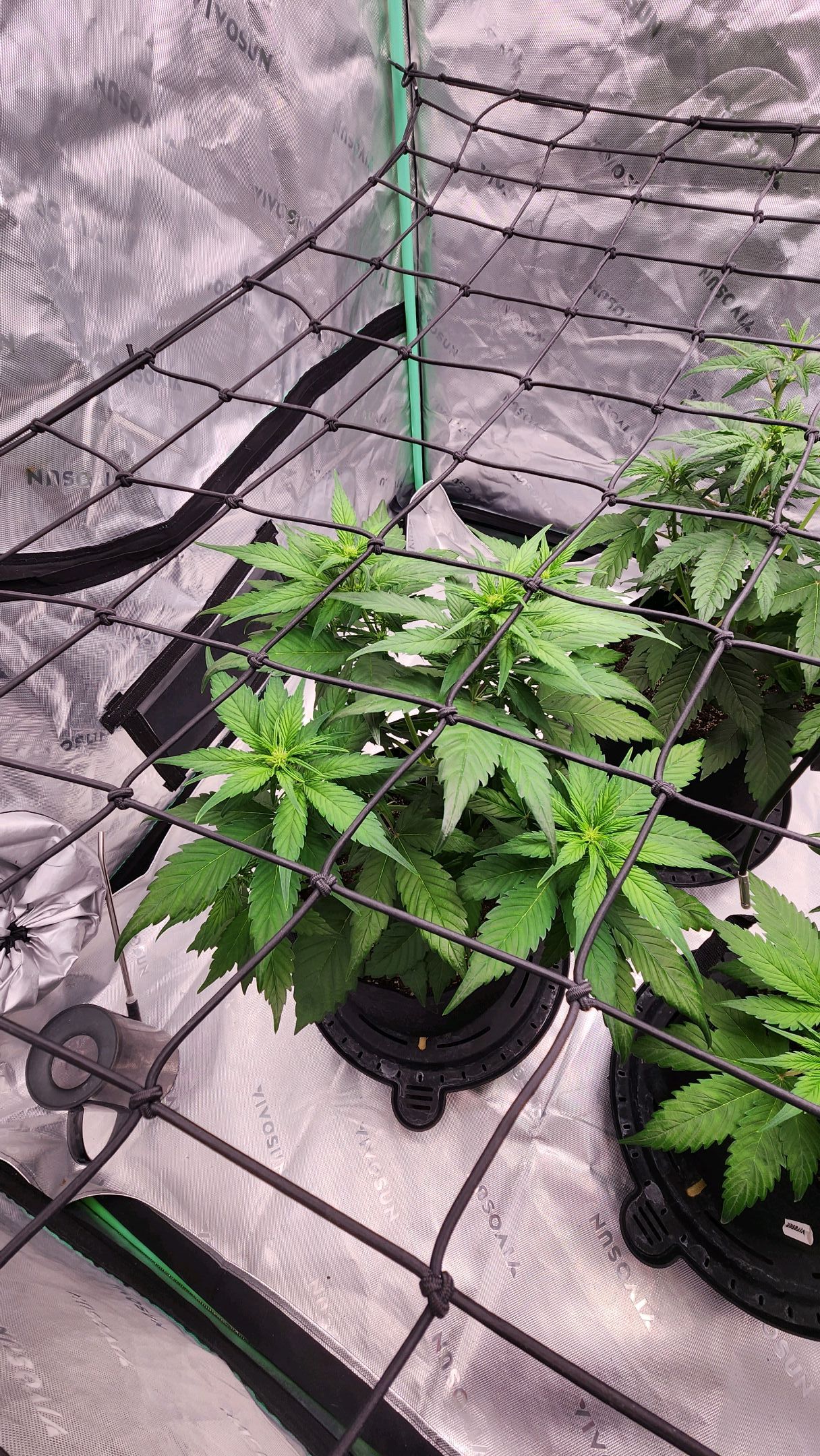 Gorilla Cookies x Papaya Cookies growlog photo 10