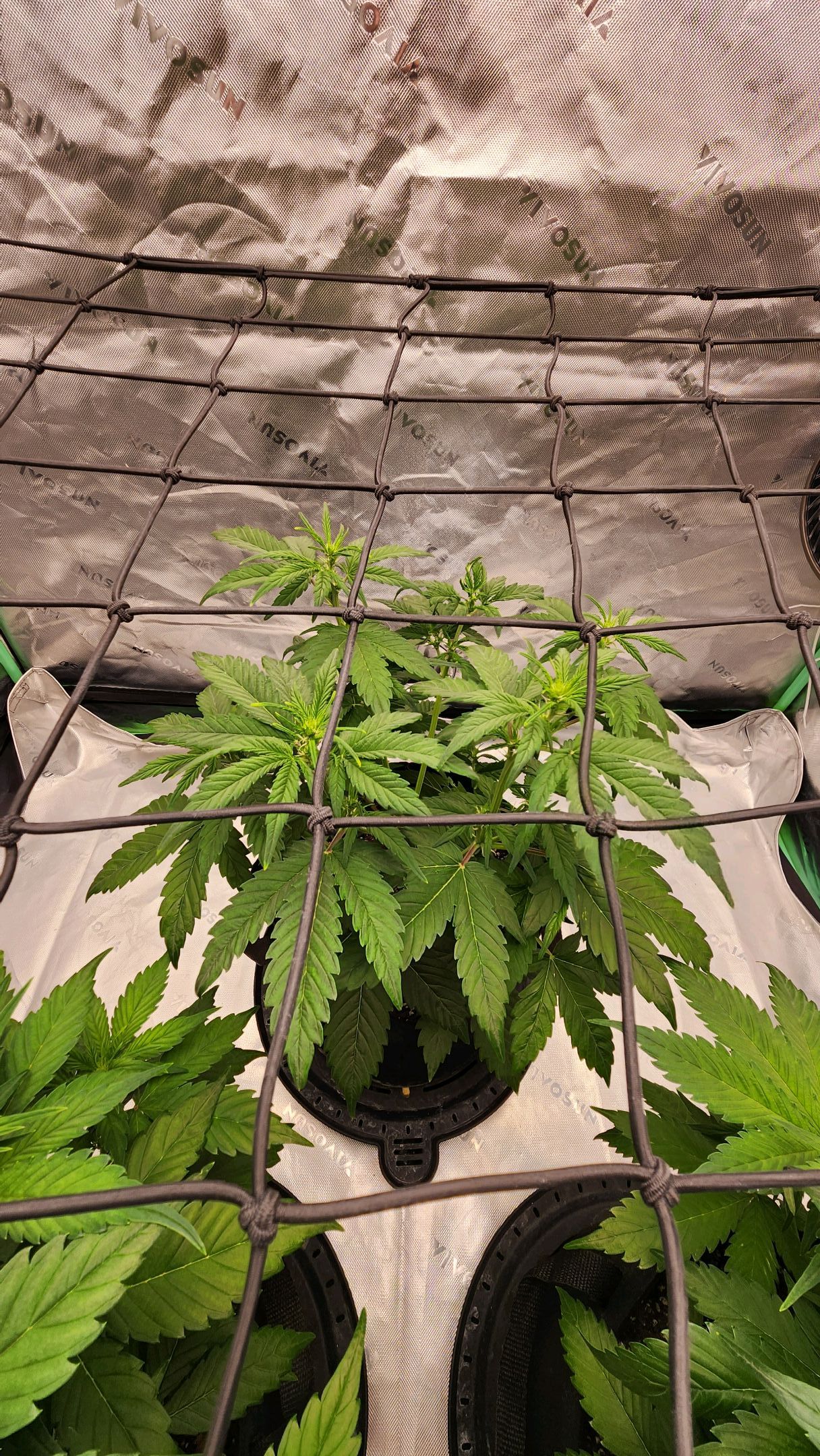Gorilla Cookies x Papaya Cookies growlog photo 11