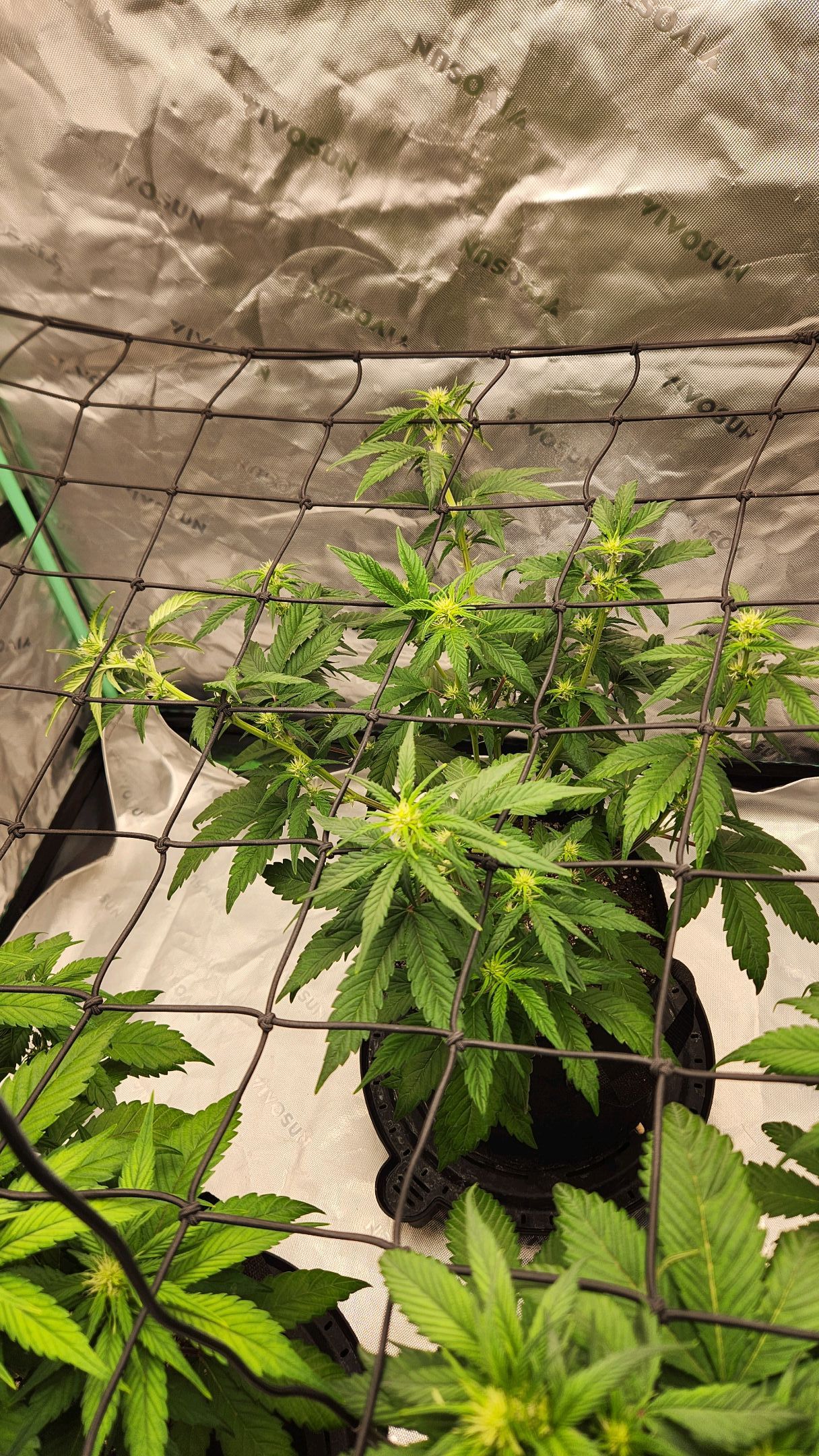 Gorilla Cookies x Papaya Cookies growlog photo 13