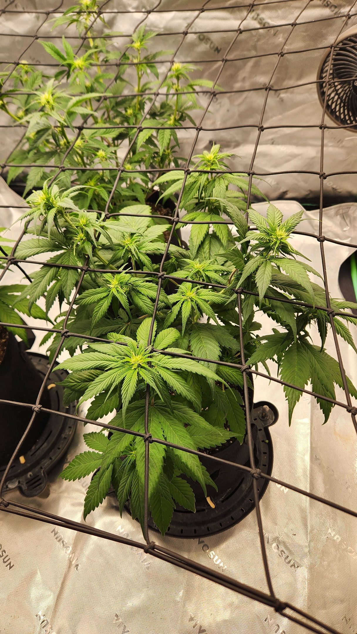 Gorilla Cookies x Papaya Cookies growlog photo 12