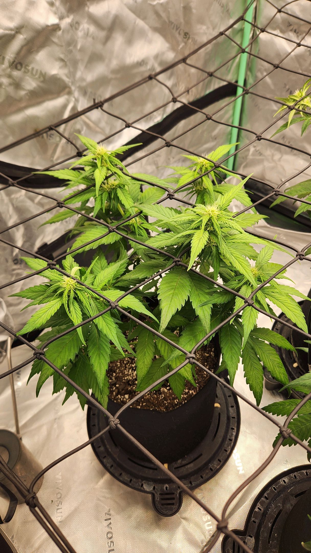 Gorilla Cookies x Papaya Cookies growlog photo 14