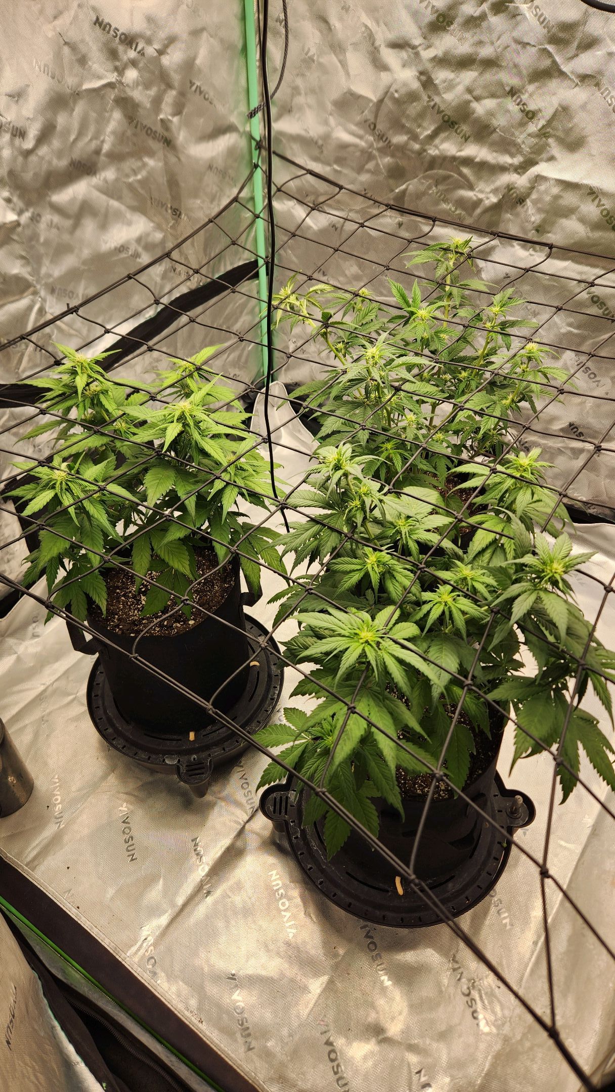 Gorilla Cookies x Papaya Cookies growlog photo 15