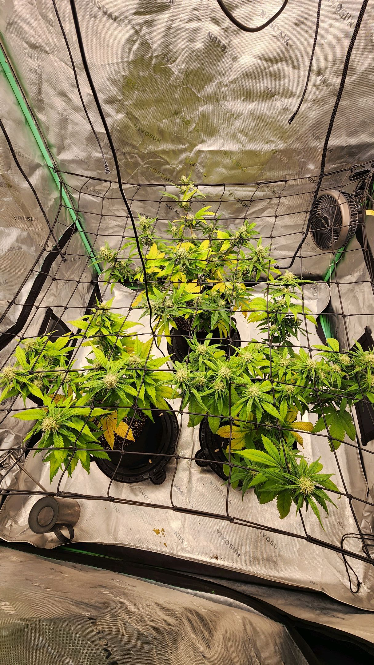 Gorilla Cookies x Papaya Cookies growlog photo 17