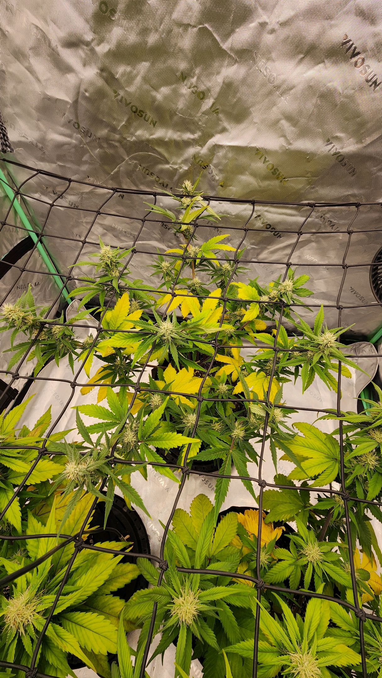 Gorilla Cookies x Papaya Cookies growlog photo 16