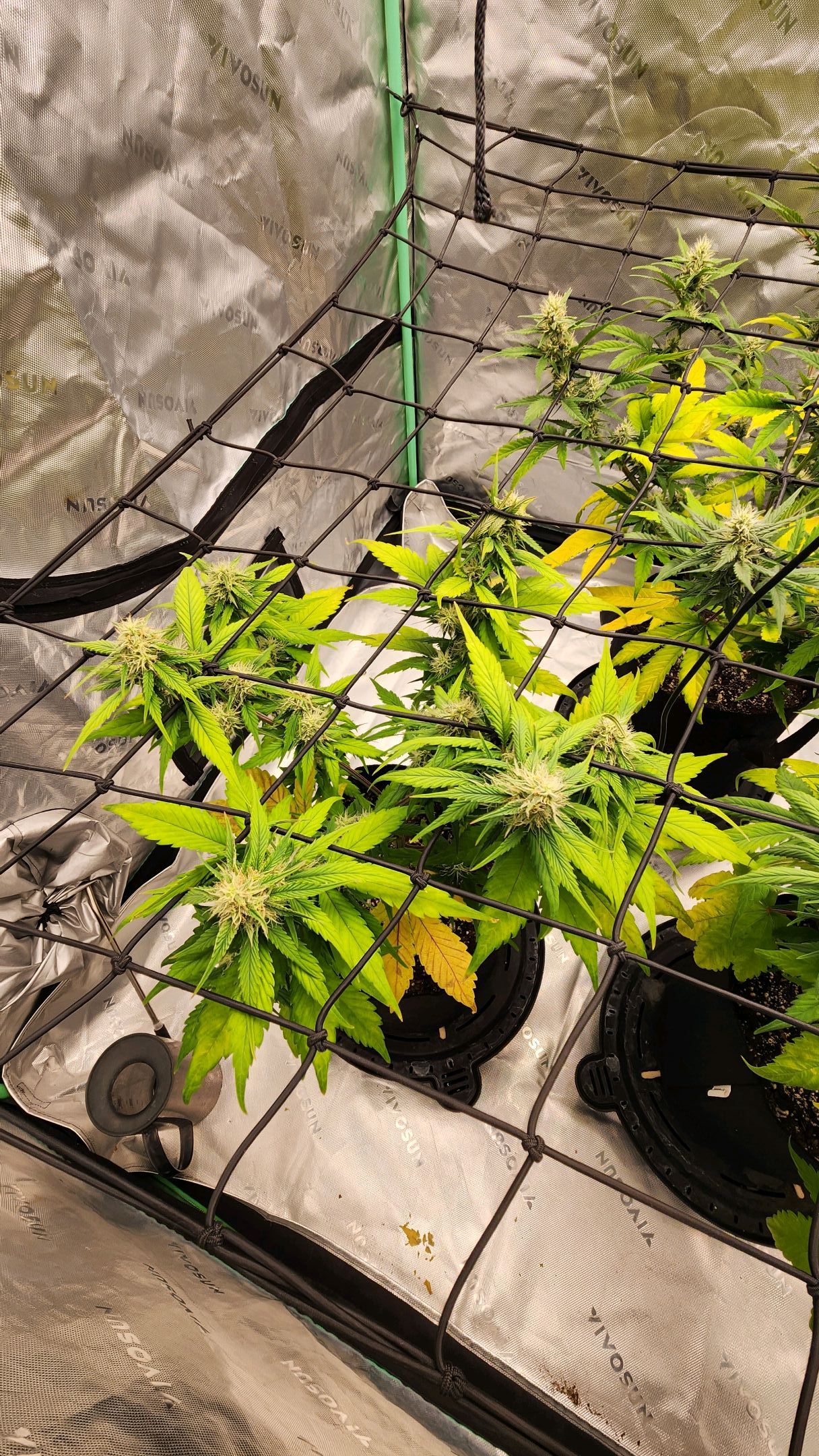 Gorilla Cookies x Papaya Cookies growlog photo 18