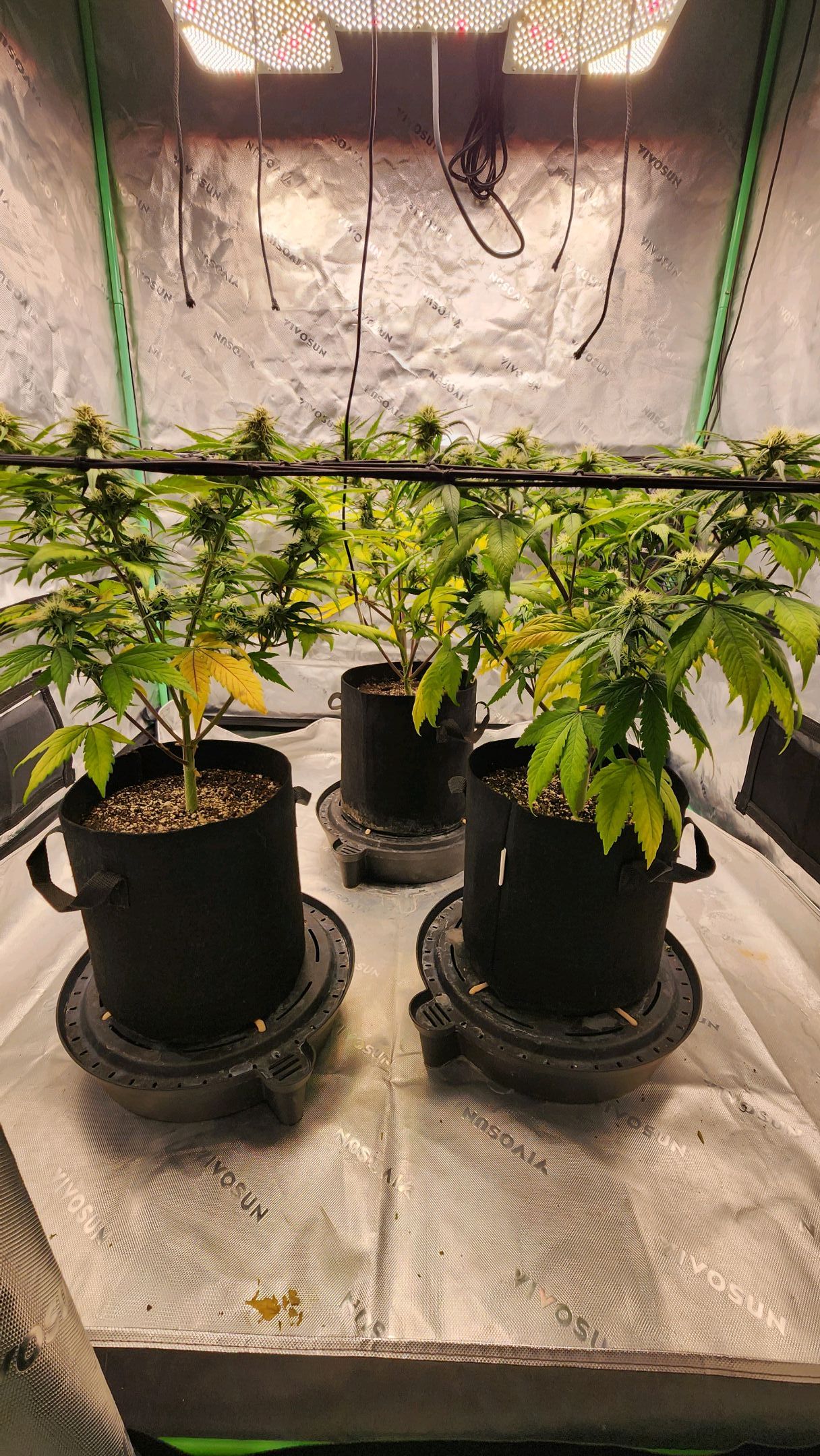 Gorilla Cookies x Papaya Cookies growlog photo 19