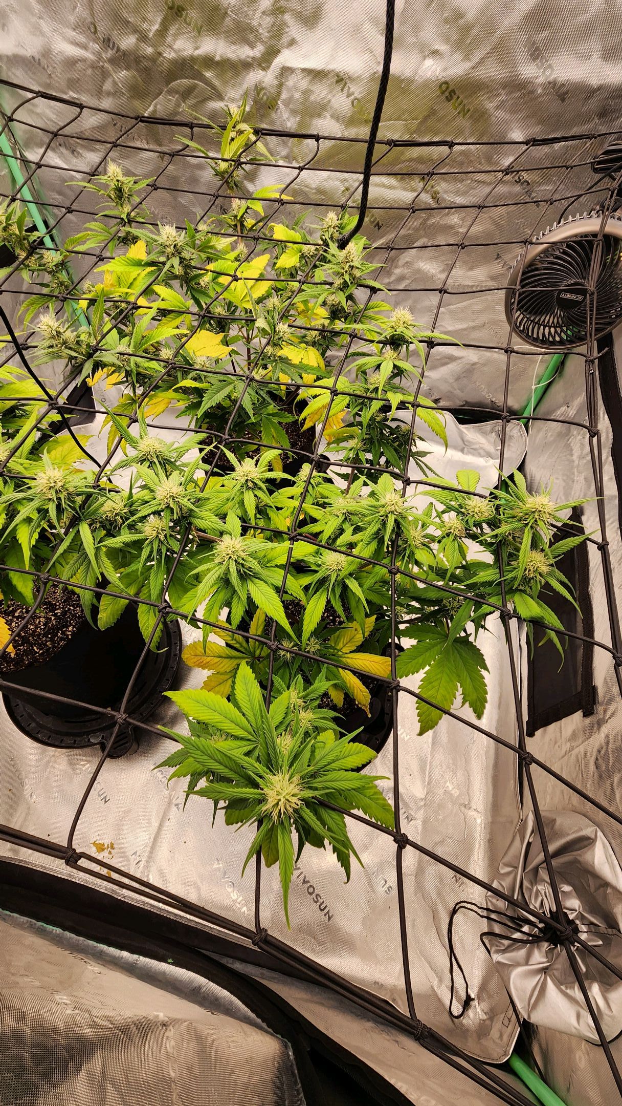 Gorilla Cookies x Papaya Cookies growlog photo 20