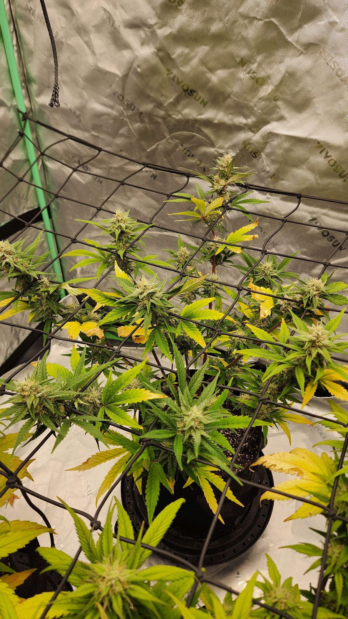 Gorilla Cookies x Papaya Cookies growlog photo 21