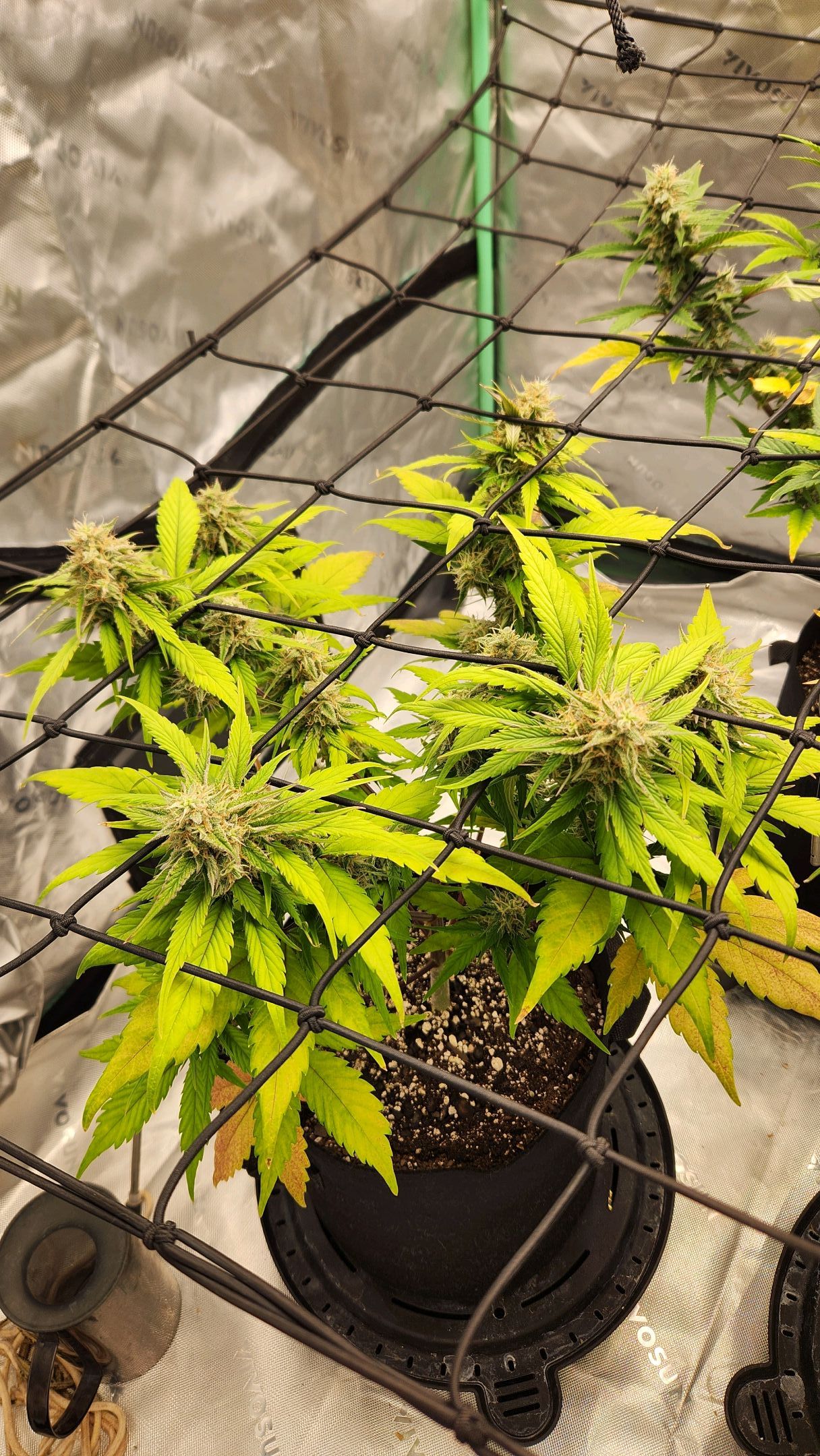 Gorilla Cookies x Papaya Cookies growlog photo 22