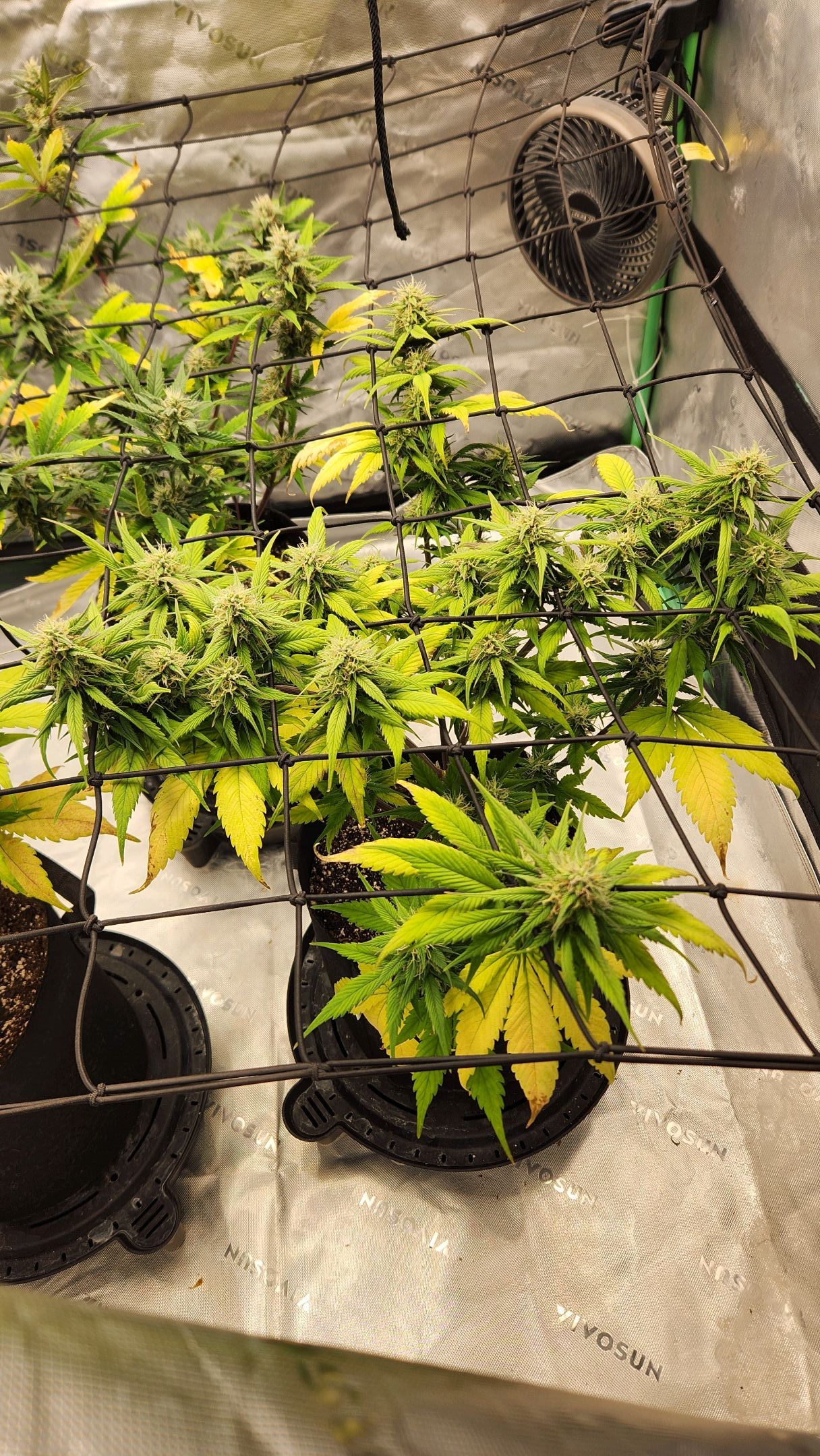 Gorilla Cookies x Papaya Cookies growlog photo 23