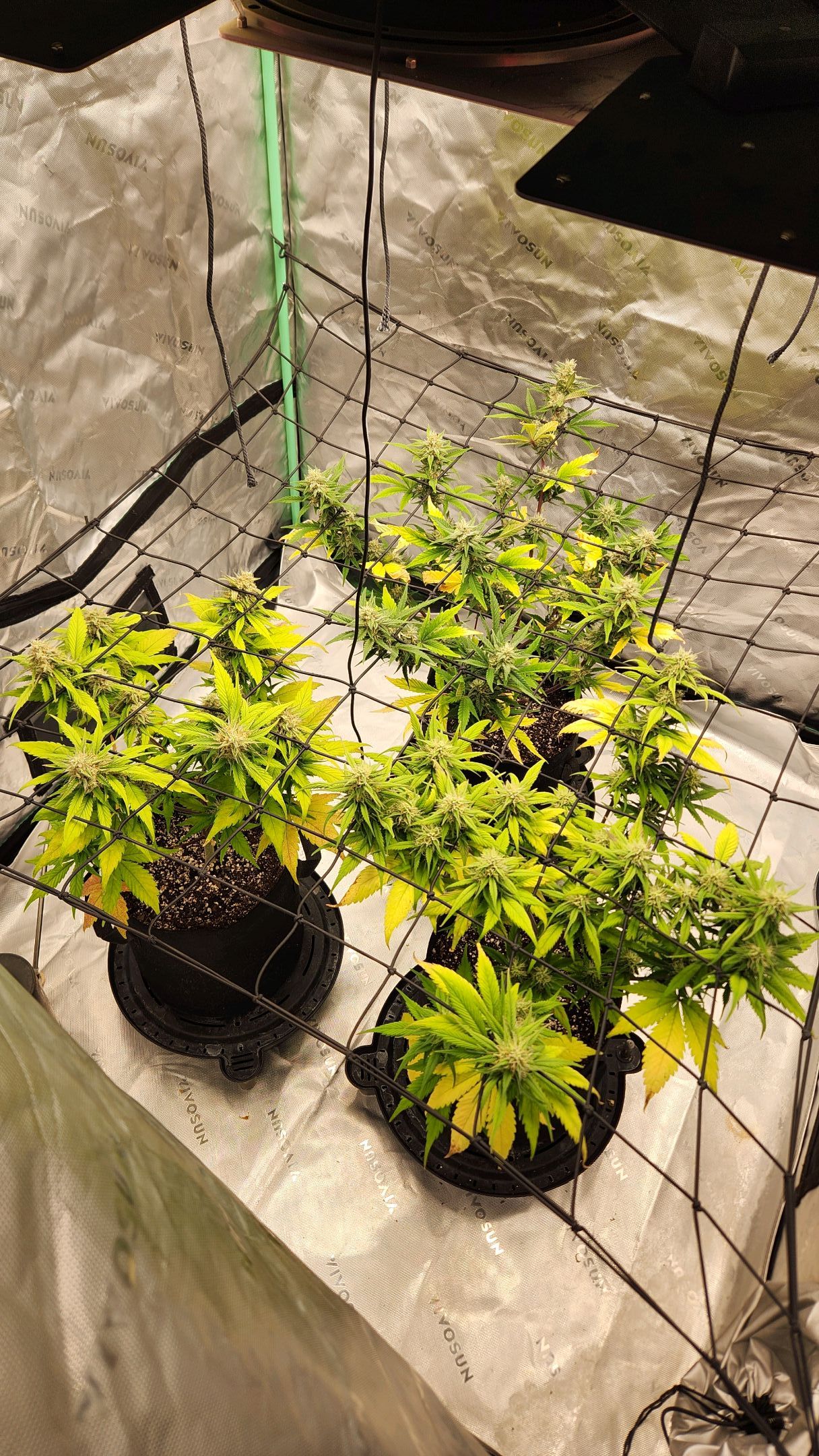 Gorilla Cookies x Papaya Cookies growlog photo 24