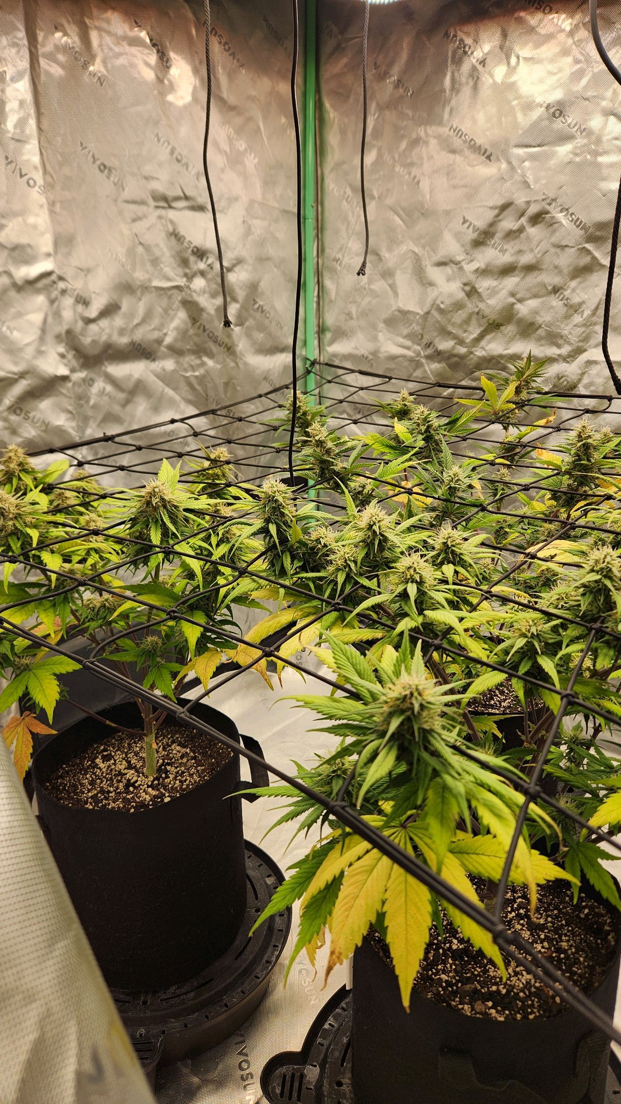 Gorilla Cookies x Papaya Cookies growlog photo 25