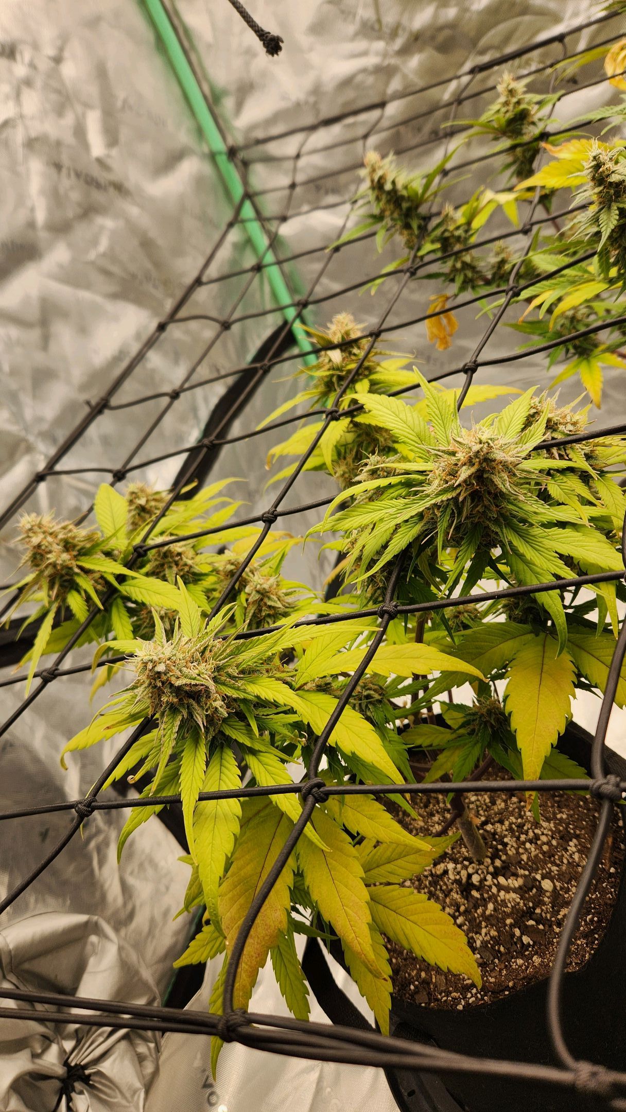 Gorilla Cookies x Papaya Cookies growlog photo 26