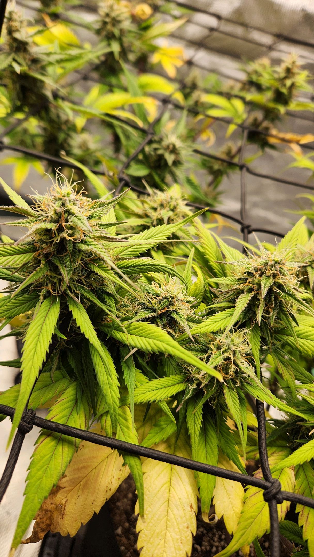 Gorilla Cookies x Papaya Cookies growlog photo 27