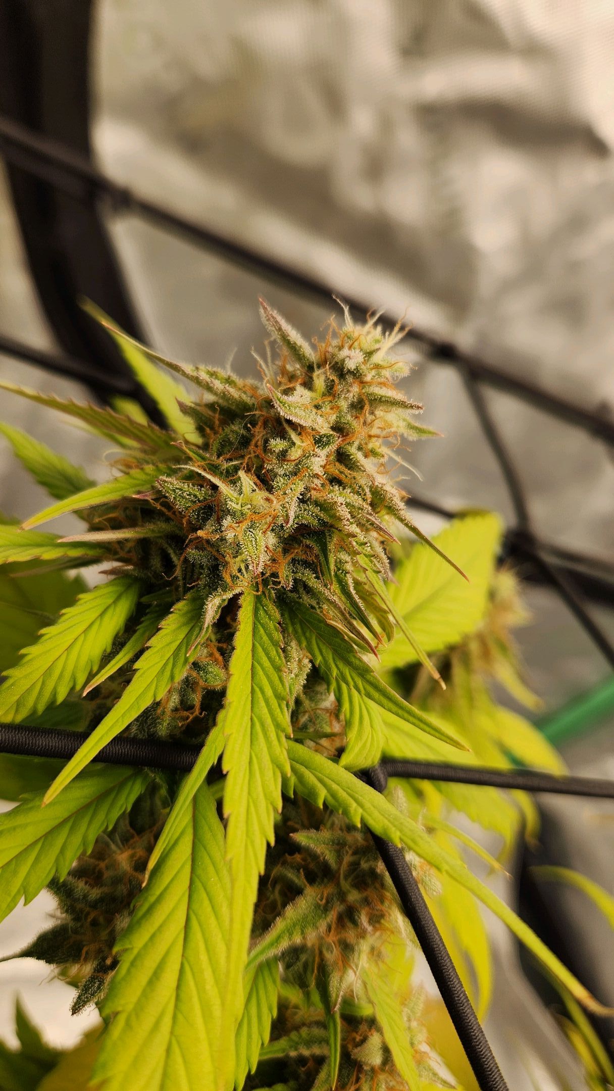 Gorilla Cookies x Papaya Cookies growlog photo 28