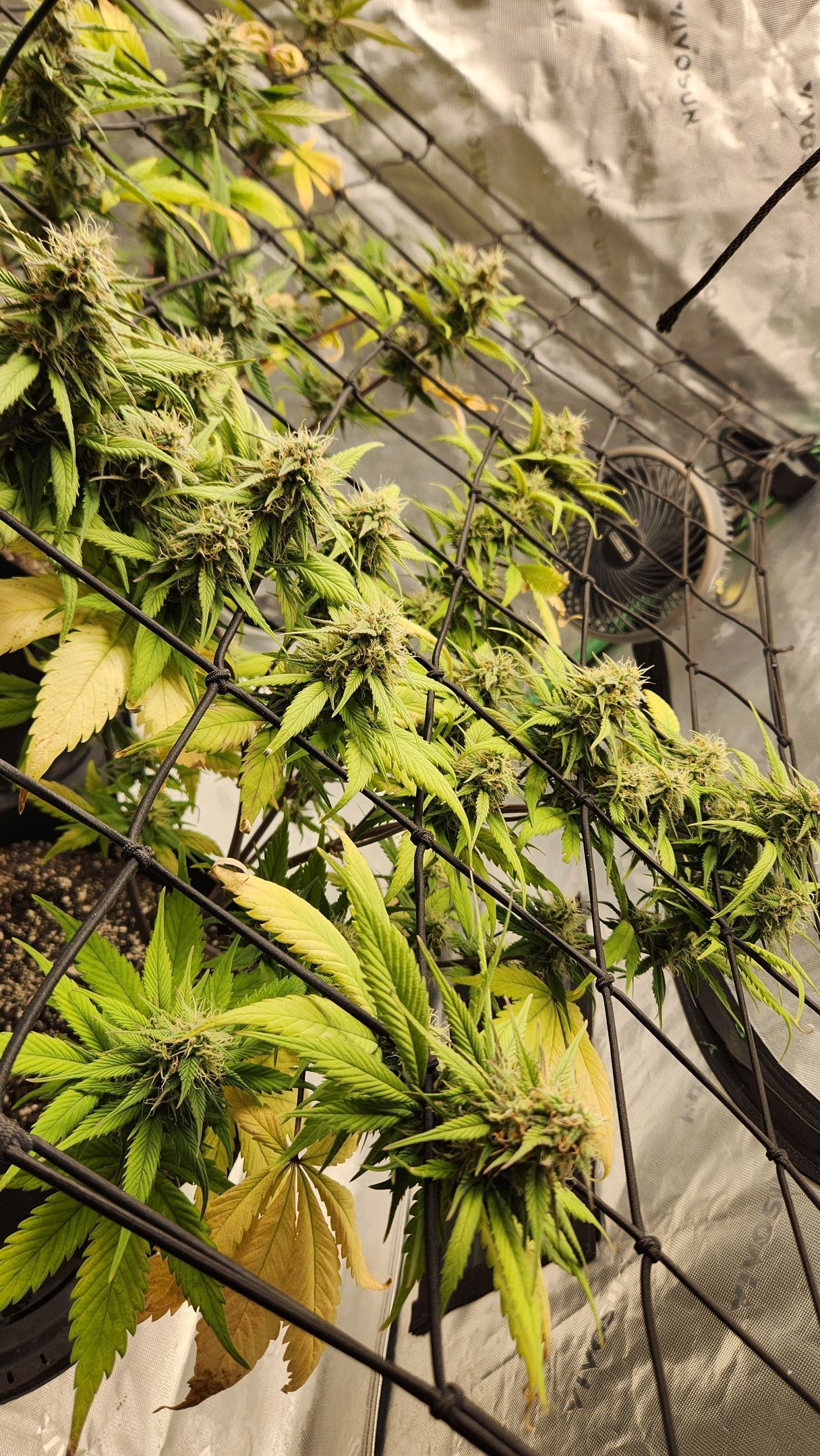 Gorilla Cookies x Papaya Cookies growlog photo 29