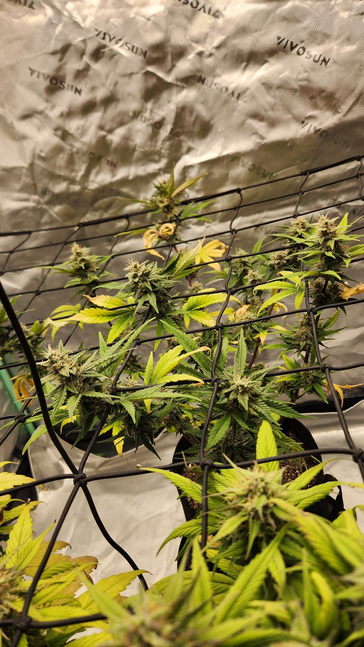 Gorilla Cookies x Papaya Cookies growlog photo 30