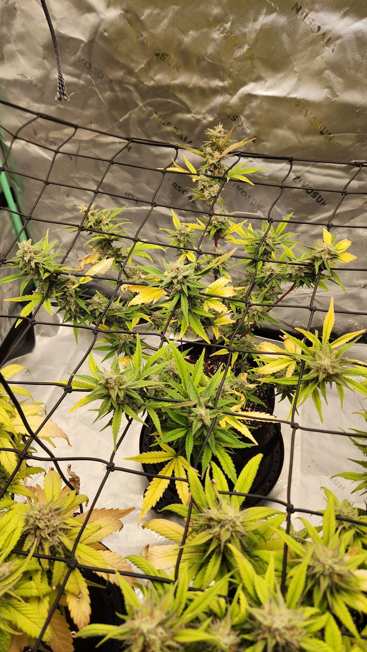 Gorilla Cookies x Papaya Cookies growlog photo 31