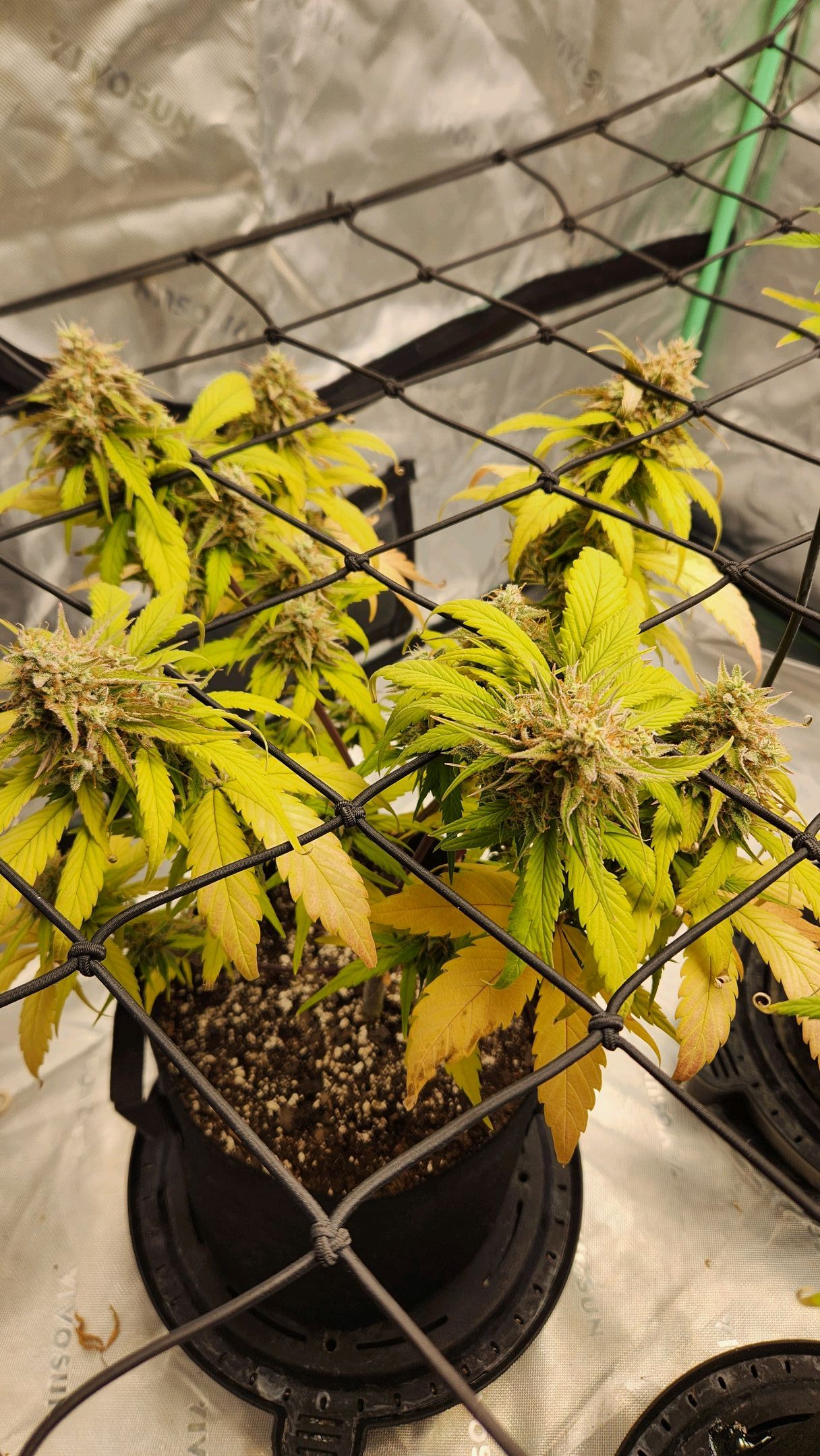 Gorilla Cookies x Papaya Cookies growlog photo 32