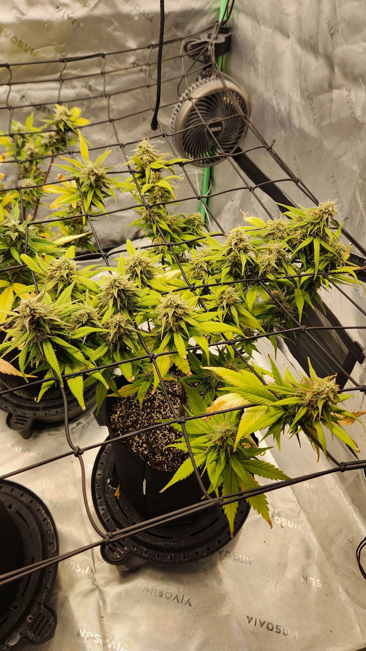 Gorilla Cookies x Papaya Cookies growlog photo 33