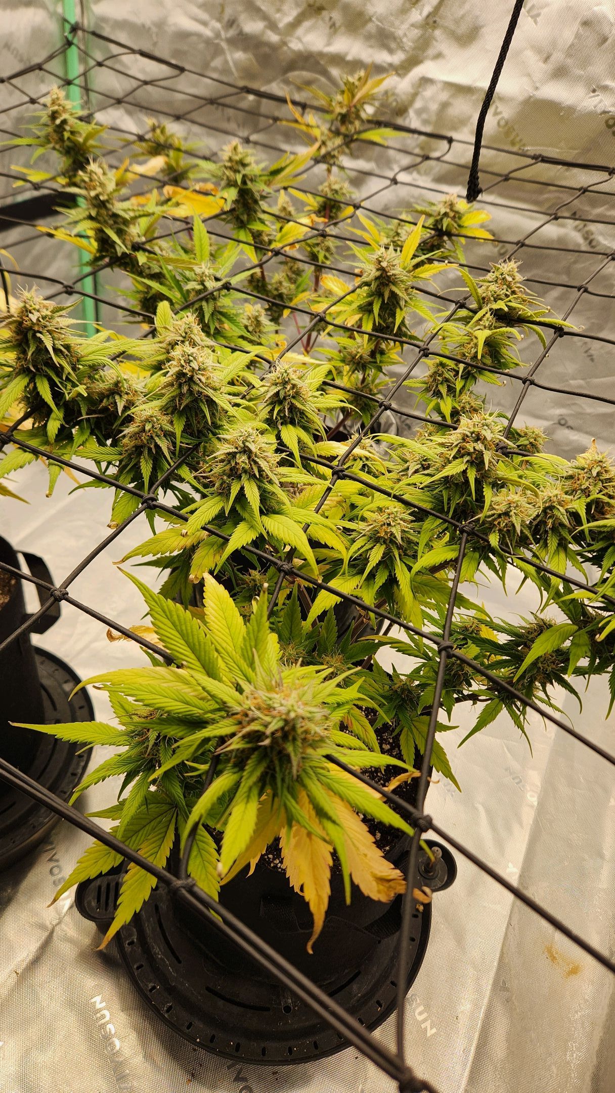 Gorilla Cookies x Papaya Cookies growlog photo 34