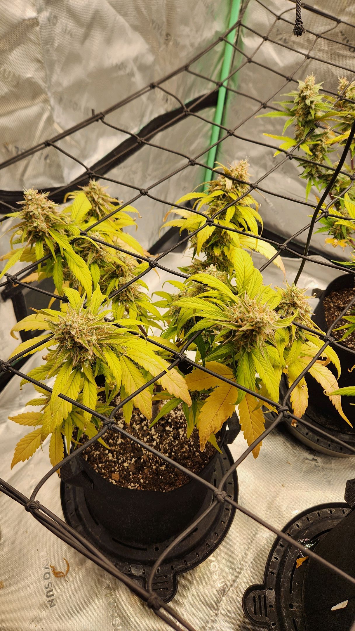 Gorilla Cookies x Papaya Cookies growlog photo 35