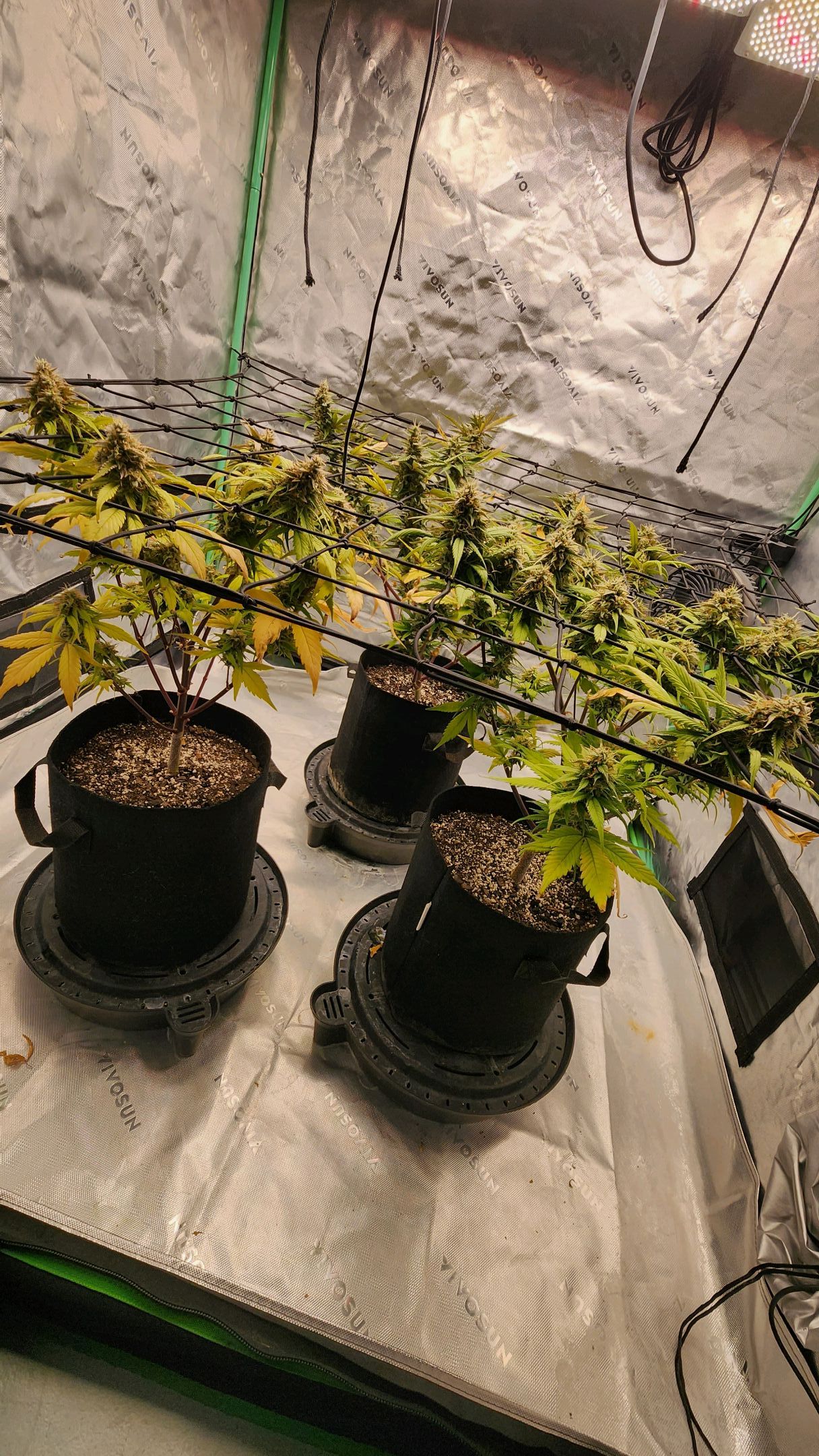 Gorilla Cookies x Papaya Cookies growlog photo 36