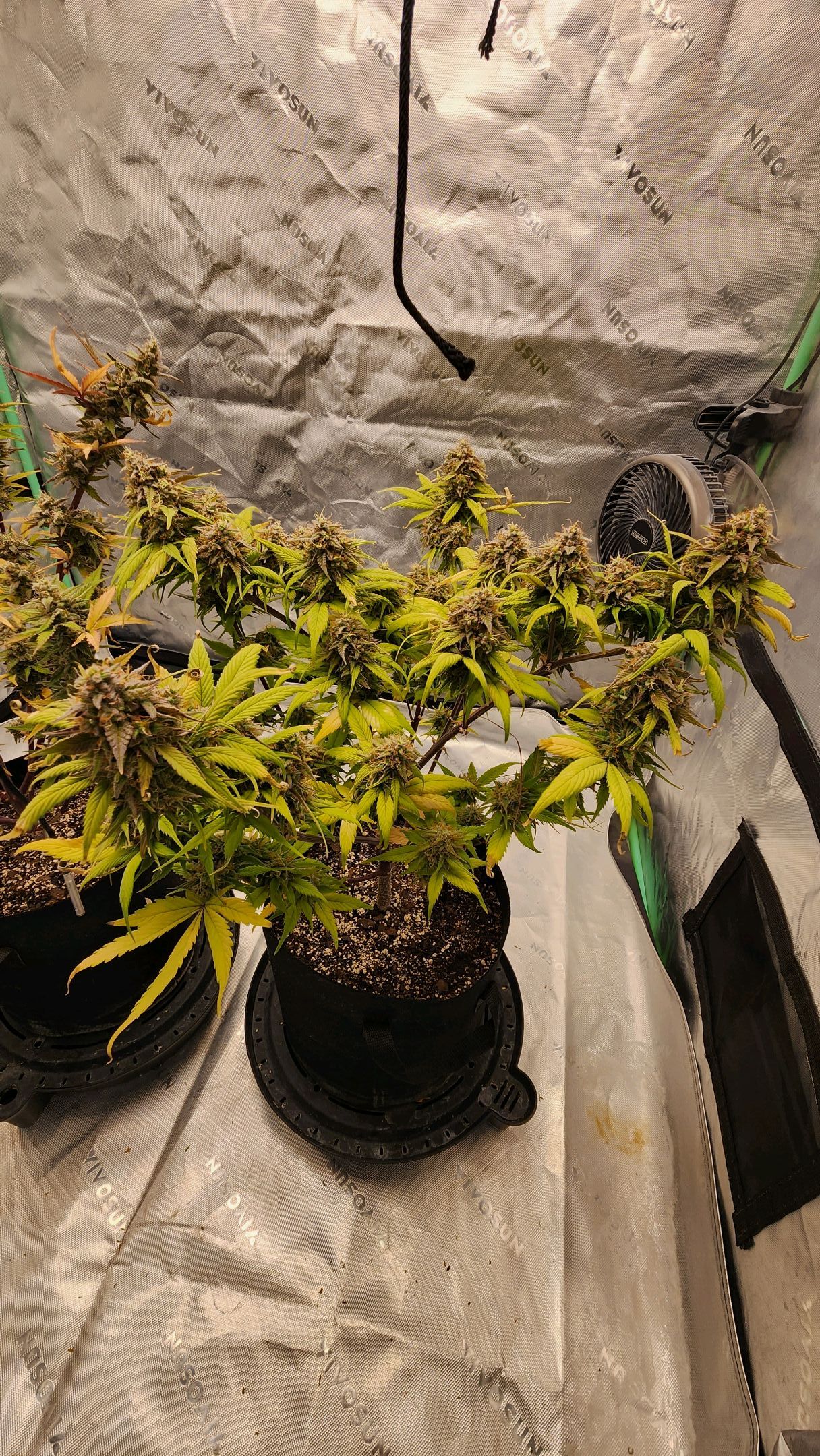 Gorilla Cookies x Papaya Cookies growlog photo 38