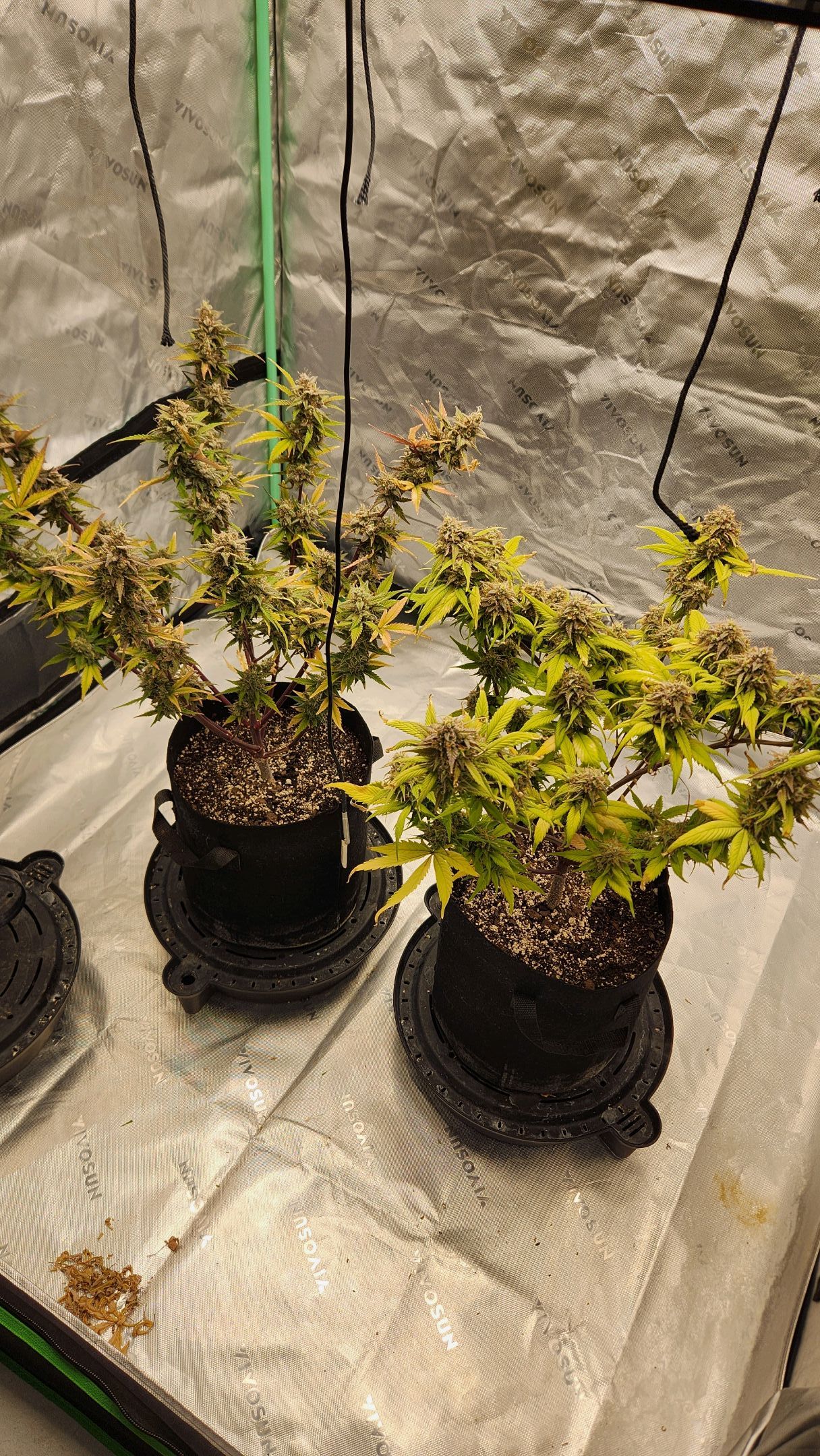 Gorilla Cookies x Papaya Cookies growlog photo 39