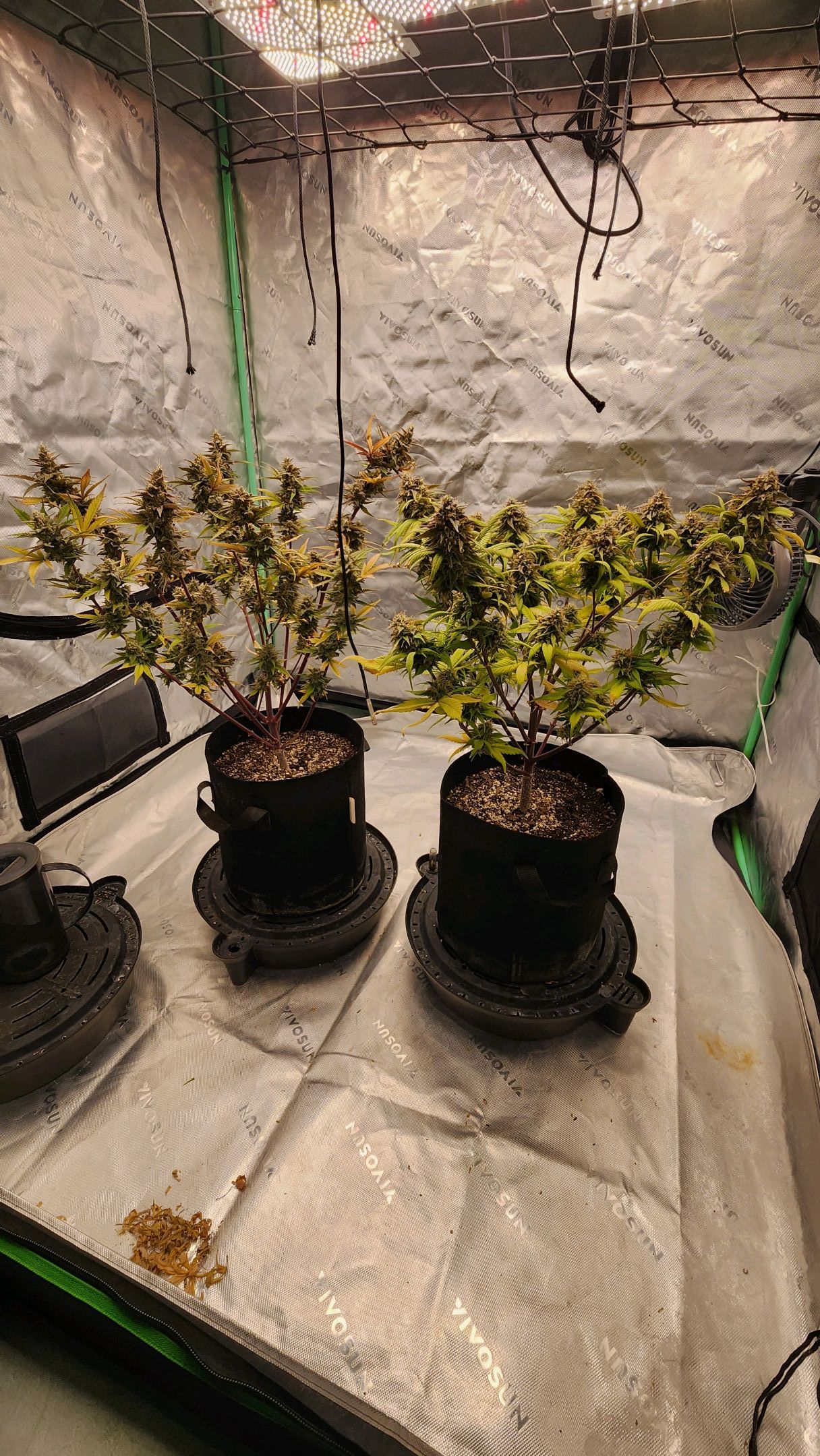 Gorilla Cookies x Papaya Cookies growlog photo 40