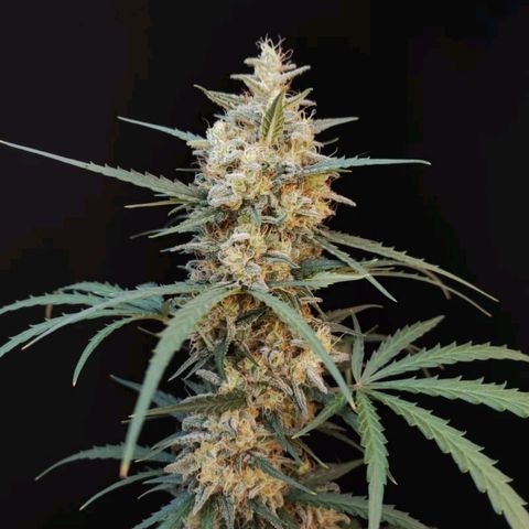 Original Auto Chemdawg growlog photo