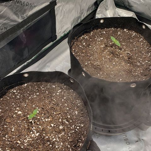 Original Auto Chemdawg growlog photo