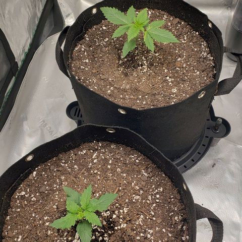 Original Auto Chemdawg growlog photo