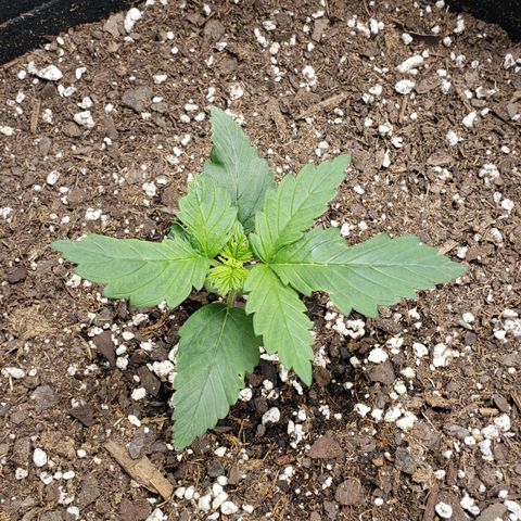 Original Auto Chemdawg growlog photo