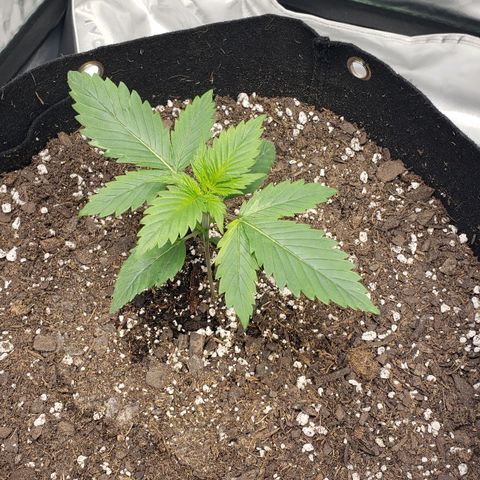 Original Auto Chemdawg growlog photo