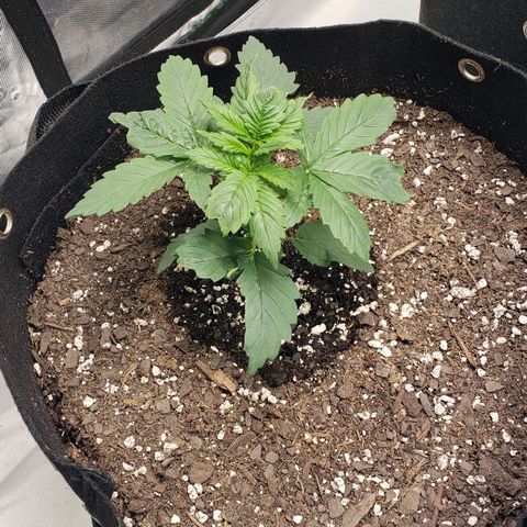 Original Auto Chemdawg growlog timeline photo