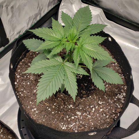Original Auto Chemdawg growlog timeline photo