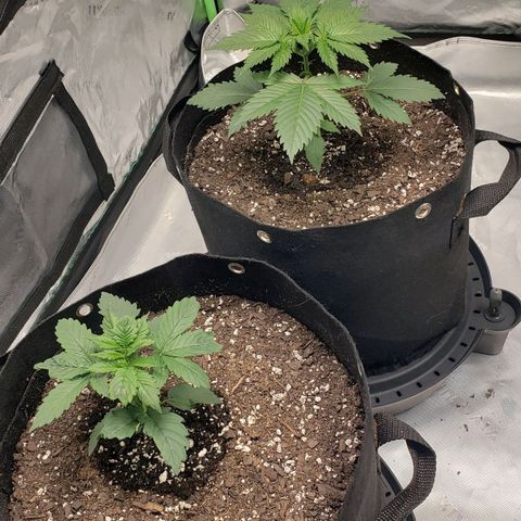 Original Auto Chemdawg growlog timeline photo