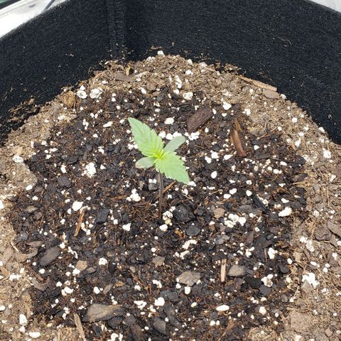 Strawberry Banana growlog timeline photo