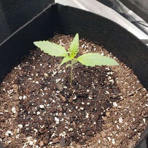 Strawberry Banana growlog timeline photo