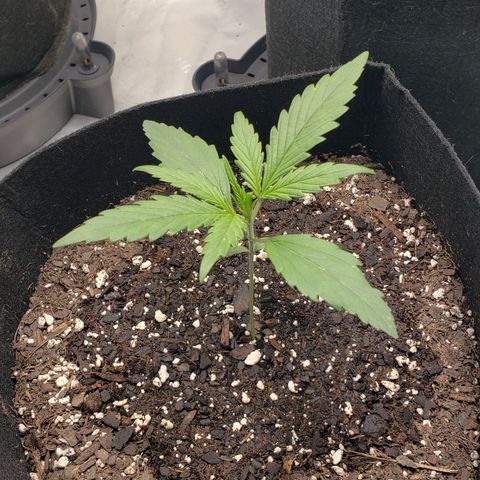 Strawberry Banana growlog timeline photo