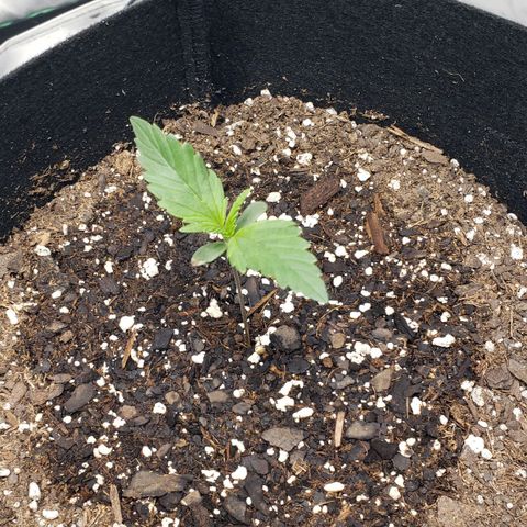 Strawberry Banana growlog timeline photo