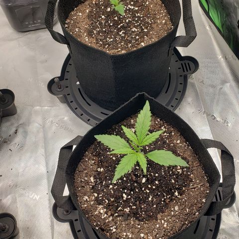 Strawberry Banana growlog timeline photo