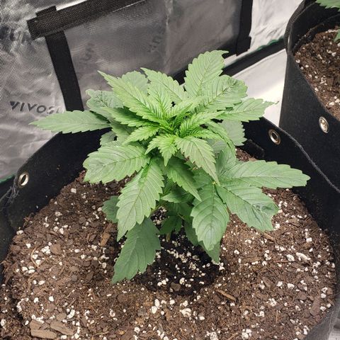 Original Auto Chemdawg growlog timeline photo