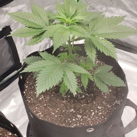 Original Auto Chemdawg growlog timeline photo