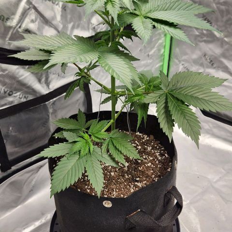 Original Auto Chemdawg growlog timeline photo